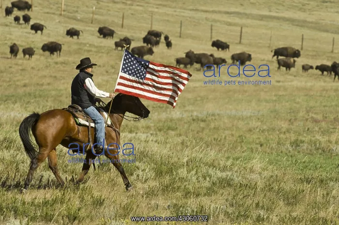 : Cowboy at Bison Roundup Custer State Park South Dakota : Cowboy at Bison Roundup Custer State Park South Dakota