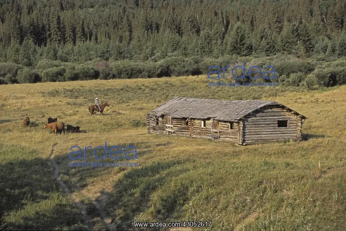 : Cowboy and cattle near a log house Cypress Hills : Cowboy and cattle near a log house Cypress Hills
