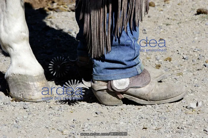 : Cowboy - close-up of boot and spur : Cowboy - close-up of boot and spur