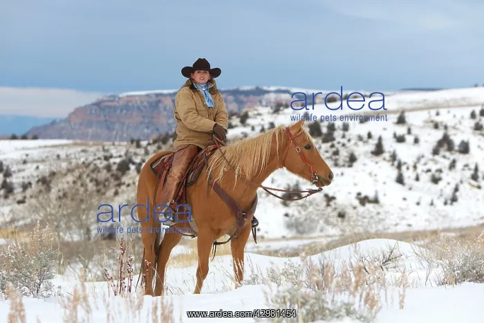 : Cowboy / Cowgirl - riding on Quarter Horse in snow : Cowboy / Cowgirl - riding on Quarter Horse in snow