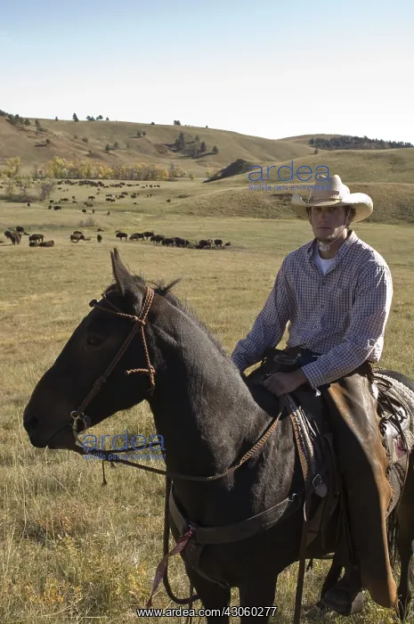 : Cowboy Josh Shoemaker at Bison Roundup Custer State Park : Cowboy Josh Shoemaker at Bison Roundup Custer State Park