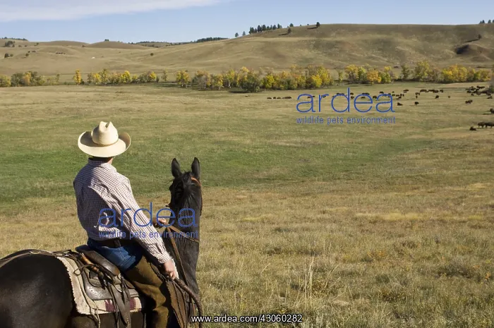 : Cowboy Josh Shoemaker at Bison Roundup Custer State Park : Cowboy Josh Shoemaker at Bison Roundup Custer State Park