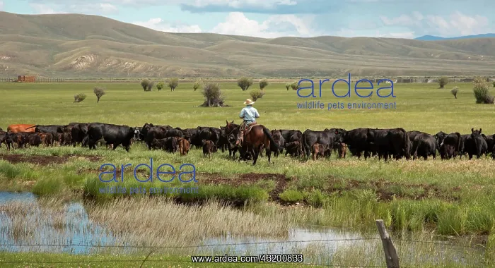 : Cowboy moving cattle through a pasture on a ranch : Cowboy moving cattle through a pasture on a ranch