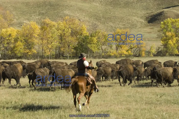 : Cowboy pushing herd at Bison Roundup Custer State Park : Cowboy pushing herd at Bison Roundup Custer State Park