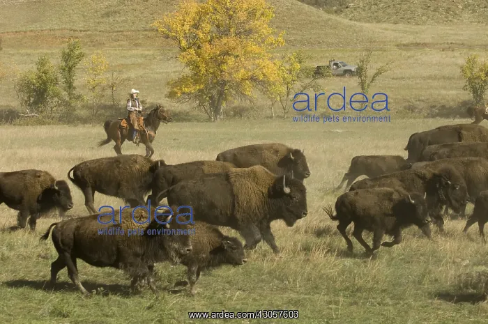 : Cowboy pushing herd at Bison Roundup Custer State Park : Cowboy pushing herd at Bison Roundup Custer State Park