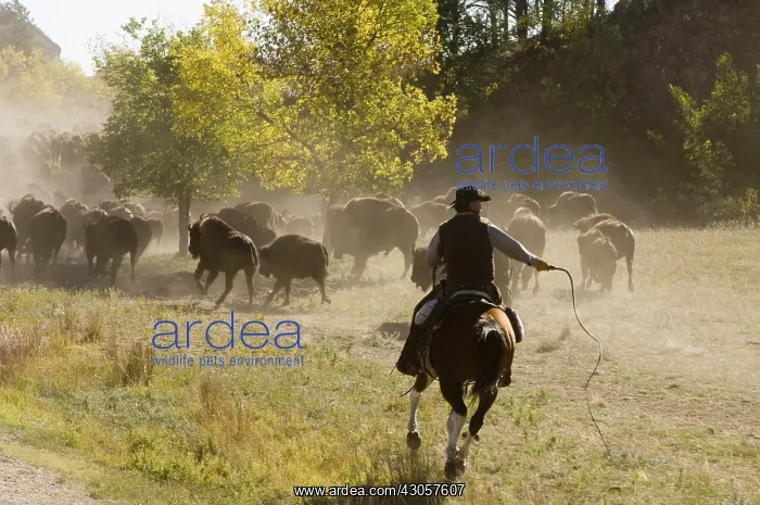 : Cowboy pushing herd at Bison Roundup Custer State Park : Cowboy pushing herd at Bison Roundup Custer State Park