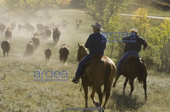 : Cowboy pushing herd at Bison Roundup Custer State Park : Cowboy pushing herd at Bison Roundup Custer State Park