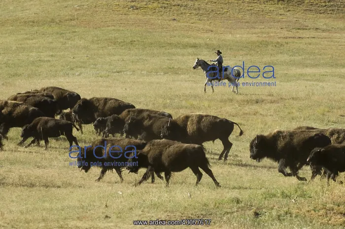 : Cowboy pushing herd at Bison Roundup Custer State Park : Cowboy pushing herd at Bison Roundup Custer State Park