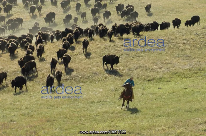 : Cowboy pushing herd at Bison Roundup Custer State Park : Cowboy pushing herd at Bison Roundup Custer State Park