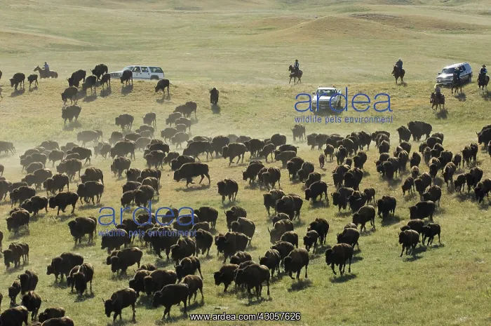 : Cowboy pushing herd at Bison Roundup Custer State Park : Cowboy pushing herd at Bison Roundup Custer State Park