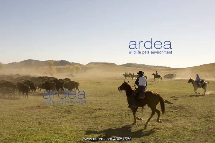 : Cowboy pushing herd at Bison Roundup Custer State Park : Cowboy pushing herd at Bison Roundup Custer State Park