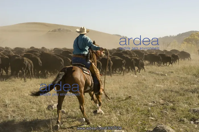 : Cowboy pushing herd at Bison Roundup Custer State Park : Cowboy pushing herd at Bison Roundup Custer State Park