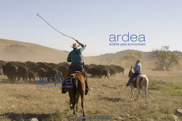 : Cowboy pushing herd at Bison Roundup Custer State Park : Cowboy pushing herd at Bison Roundup Custer State Park