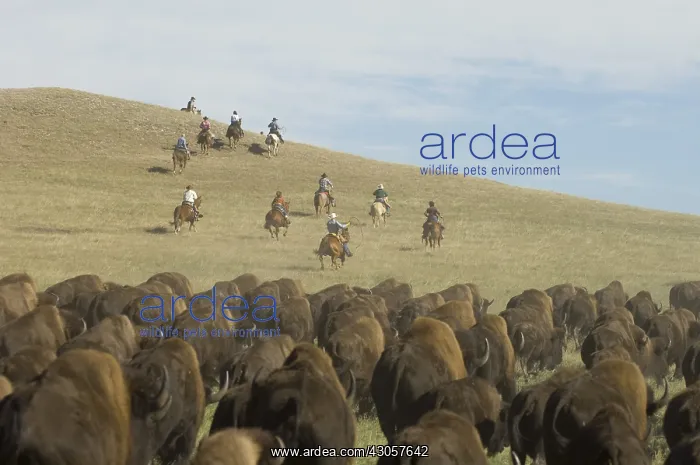 : Cowboy pushing herd at Bison Roundup Custer State Park : Cowboy pushing herd at Bison Roundup Custer State Park