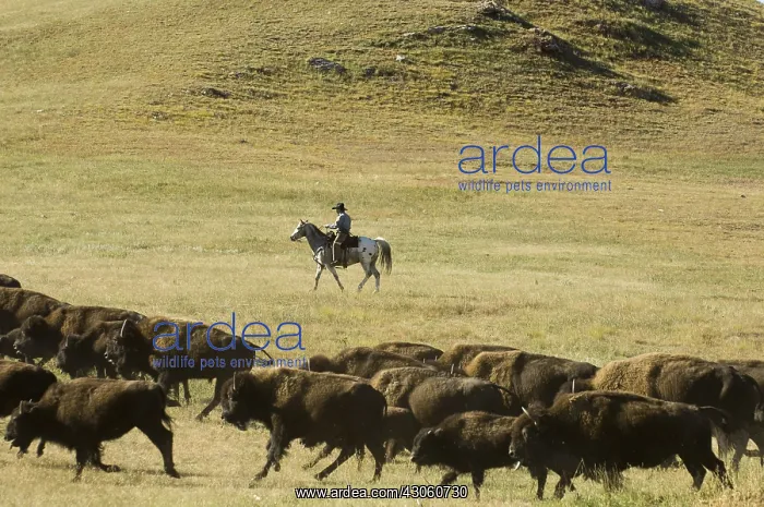 : Cowboy pushing herd at Bison Roundup Custer State Park USA : Cowboy pushing herd at Bison Roundup Custer State Park USA