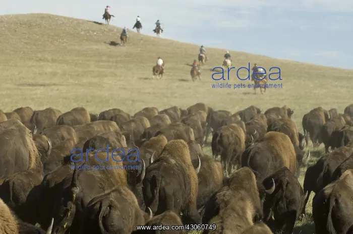 : Cowboy pushing herd at Bison Roundup Custer State Park USA : Cowboy pushing herd at Bison Roundup Custer State Park USA