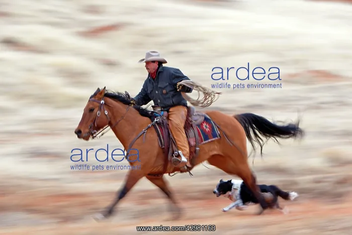 : Cowboy - riding on Quarter Horse with Border Collie : Cowboy - riding on Quarter Horse with Border Collie