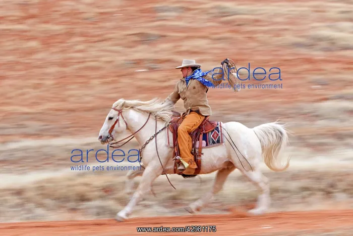 : Cowboy - riding on Quarter Horse with lasso : Cowboy - riding on Quarter Horse with lasso