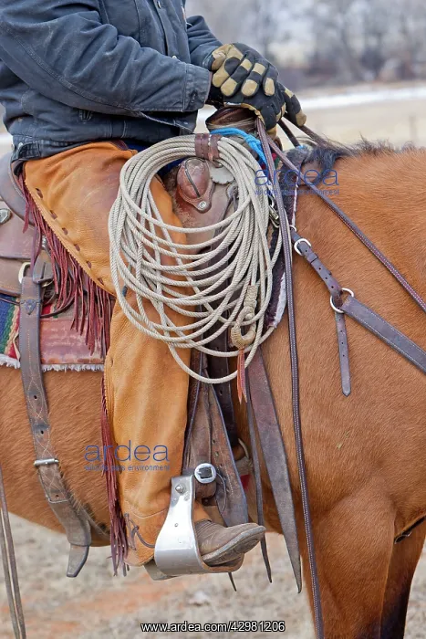  : Cowboy - riding on Quarter Horse with lasso