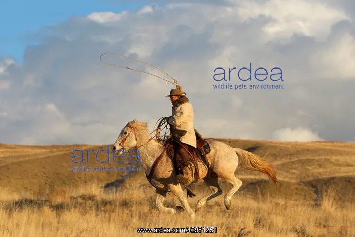 : Cowboy - riding on Quarter Horse with lasso : Cowboy - riding on Quarter Horse with lasso
