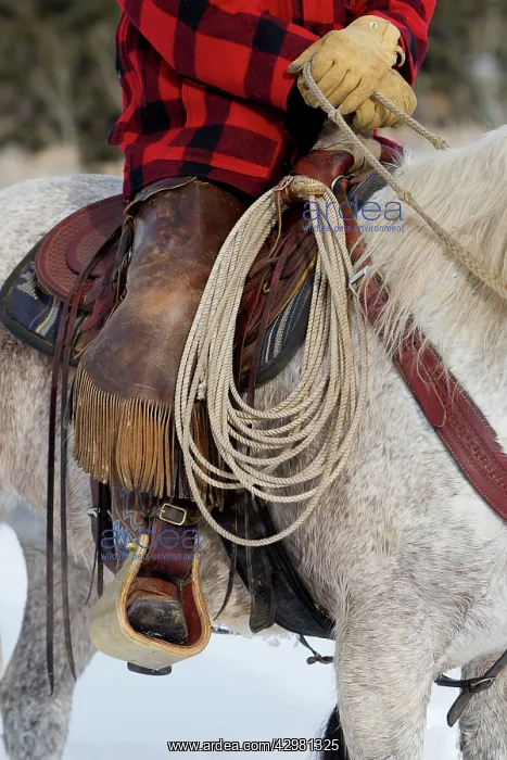 : Cowboy - riding on Quarter Horse with lasso : Cowboy - riding on Quarter Horse with lasso