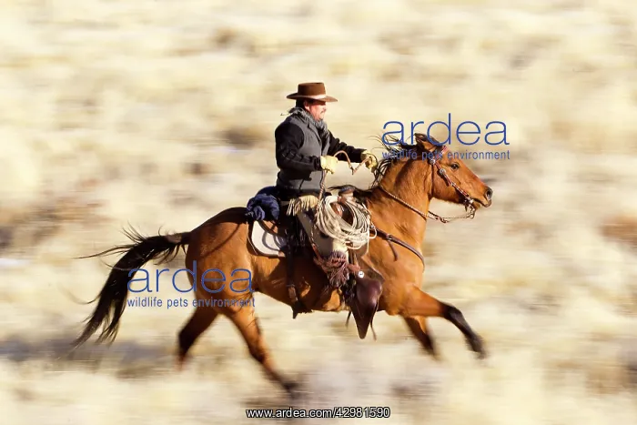 : Cowboy - riding on Quarter Horse with lasso : Cowboy - riding on Quarter Horse with lasso