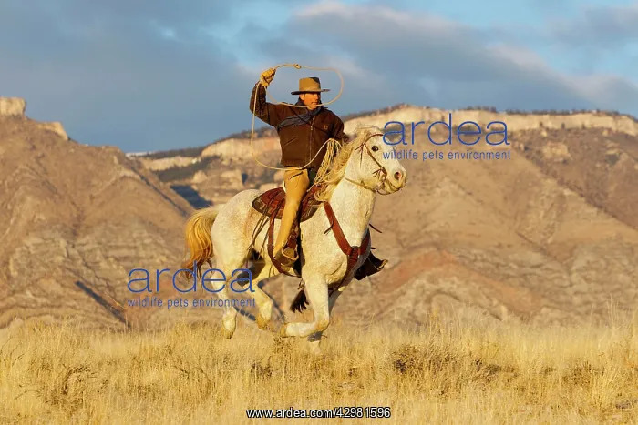 : Cowboy - riding on Quarter Horse with lasso : Cowboy - riding on Quarter Horse with lasso