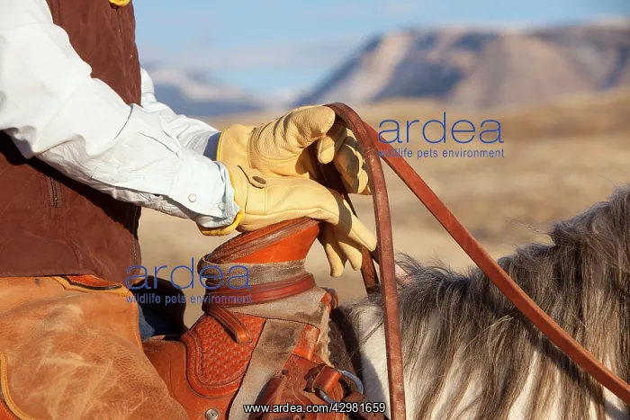 : Cowboy - riding on Quarter Horse wearing gloves : Cowboy - riding on Quarter Horse wearing gloves