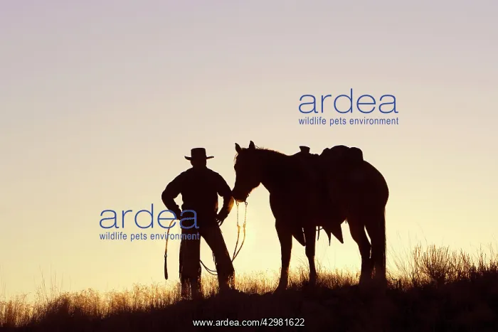 : Cowboy - silhouette of cowboy with Quarter Horse at sunset : Cowboy - silhouette of cowboy with Quarter Horse at sunset