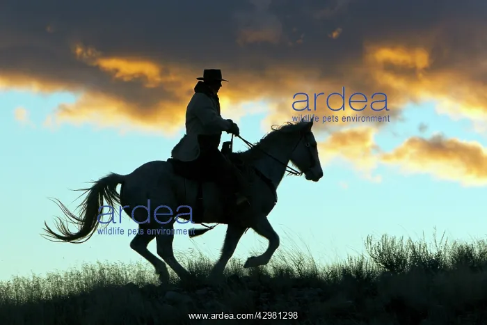 : Cowboy - silhouette of cowboy riding on Quarter : Cowboy - silhouette of cowboy riding on Quarter