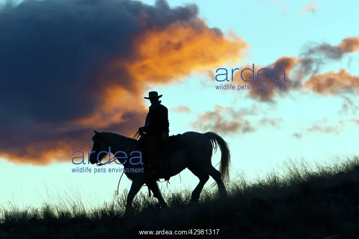: Cowboy - silhouette of cowboy riding on Quarter : Cowboy - silhouette of cowboy riding on Quarter