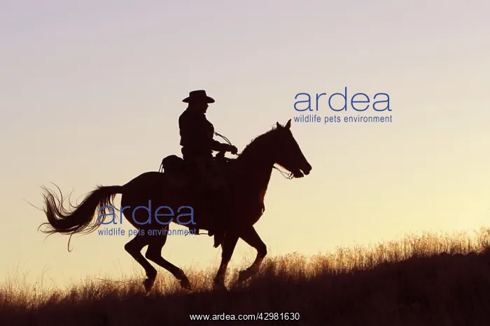 : Cowboy - silhouette of cowboy riding Quarter Horse at sunset : Cowboy - silhouette of cowboy riding Quarter Horse at sunset
