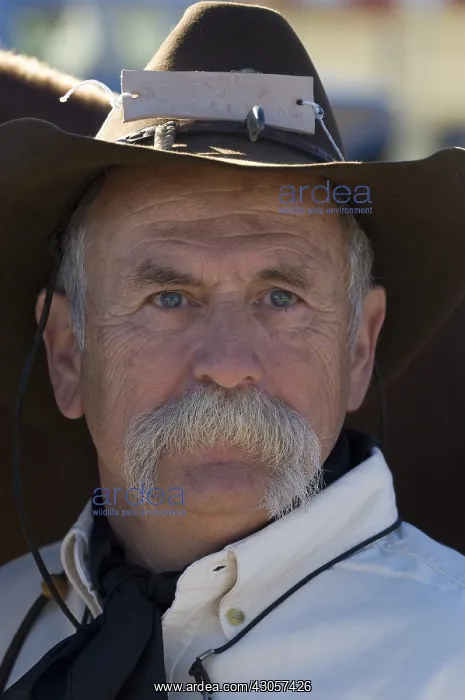 : Cowboys at Bison Roundup Custer State Park Black Hills : Cowboys at Bison Roundup Custer State Park Black Hills