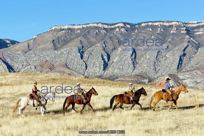 : Cowboys - family riding on Quarter Horses : Cowboys - family riding on Quarter Horses
