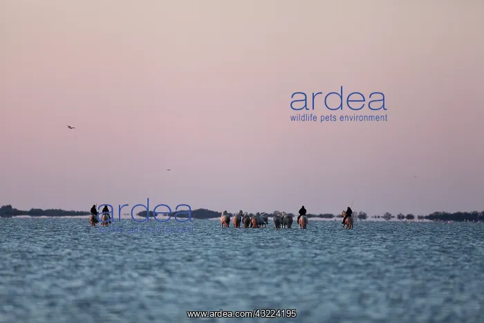 : Cowboys and horses in water - Camargue France : Cowboys and horses in water - Camargue France