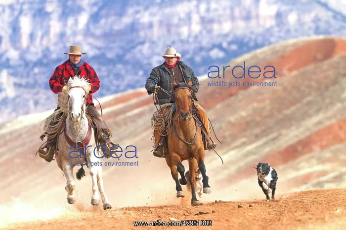 : Cowboys - riding on Quarter Horses with Border : Cowboys - riding on Quarter Horses with Border