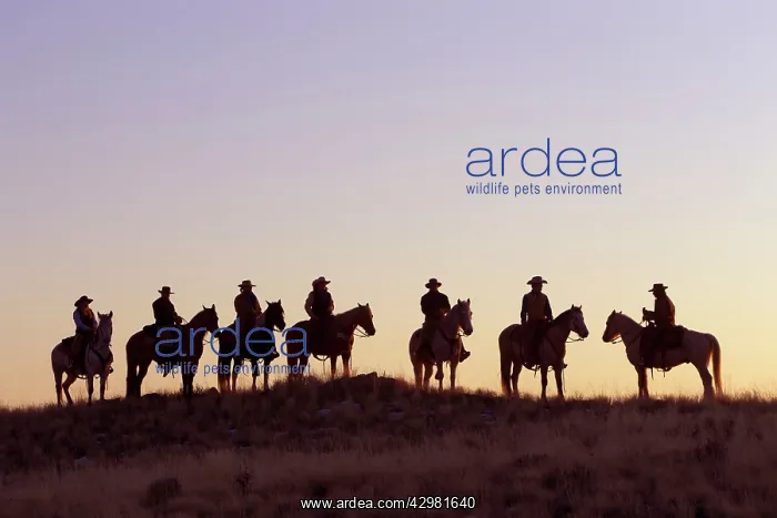 : Cowboys - silhouettes of cowboys riding Quarter : Cowboys - silhouettes of cowboys riding Quarter