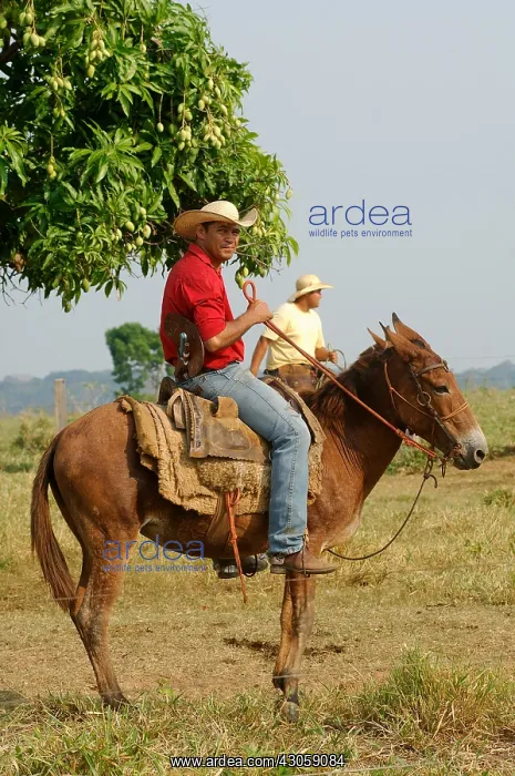 : Cowherd on their Mules watching the herd Brazil : Cowherd on their Mules watching the herd Brazil