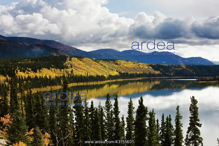 : The Cowley Lake reflects clouds and fall colors : The Cowley Lake reflects clouds and fall colors