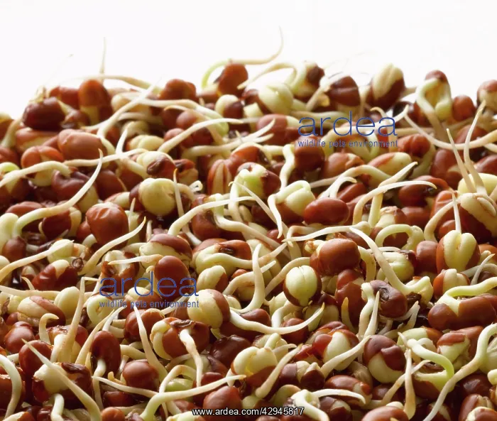 : Cowpea, Vigna unguiculata : Cowpea, Vigna unguiculata