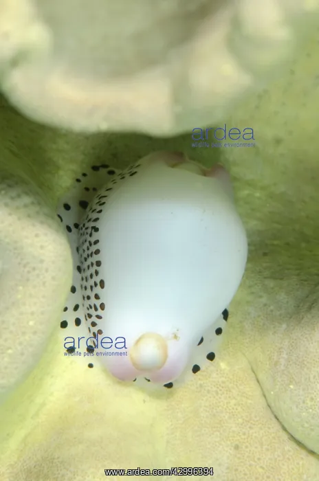 : Cowrie - on coral - Tasi Tolu dive site, Dili, East : Cowrie - on coral - Tasi Tolu dive site, Dili, East
