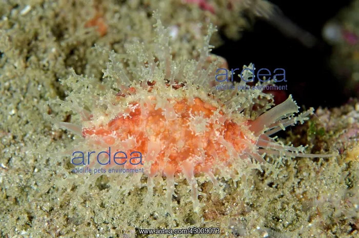 : Cowrie with extended papillae Tanjung Slope dive : Cowrie with extended papillae Tanjung Slope dive
