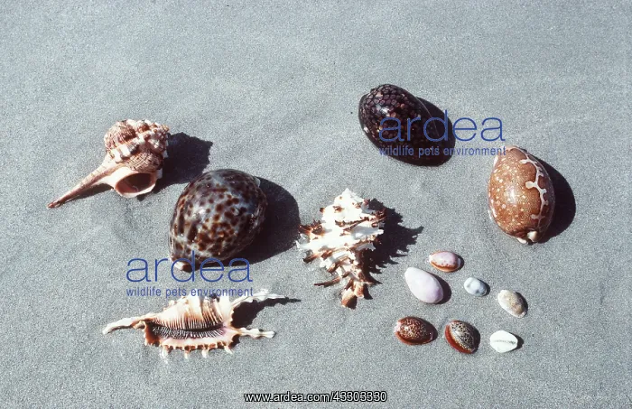 : Cowries, spider-shells : Cowries, spider-shells