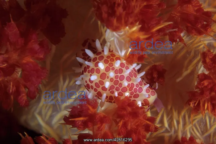 : Cowry shell inside a soft coral, Dendronephthya sp. Walindi : Cowry shell inside a soft coral, Dendronephthya sp. Walindi