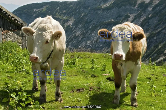 : Cows on the alp, Nauders-Alm, Karwendel Mountains : Cows on the alp, Nauders-Alm, Karwendel Mountains