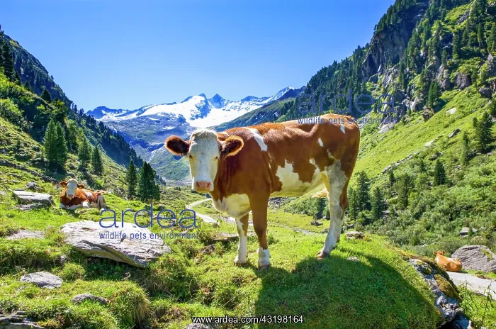 : Cows on the alpine pasture, Wildgerlostal, Krimml : Cows on the alpine pasture, Wildgerlostal, Krimml