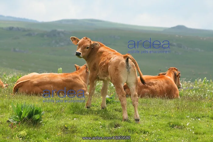 : Cows of Aubrac Aubrac in Lozere France : Cows of Aubrac Aubrac in Lozere France