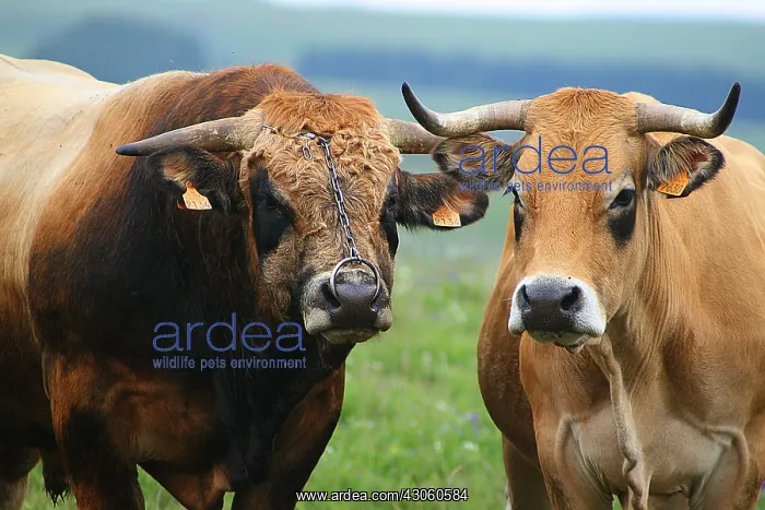 : Cows of Aubrac Aubrac in Lozere France : Cows of Aubrac Aubrac in Lozere France