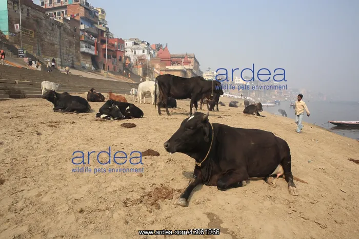 : Cows on the banks of the Ganges Varanasi India : Cows on the banks of the Ganges Varanasi India