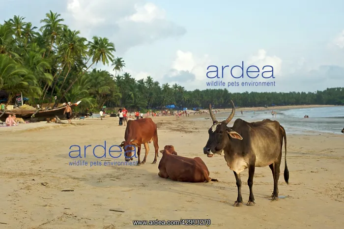 : Cows on beach : Cows on beach
